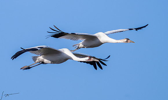 Whooping Crane    _DSC0716-Edit