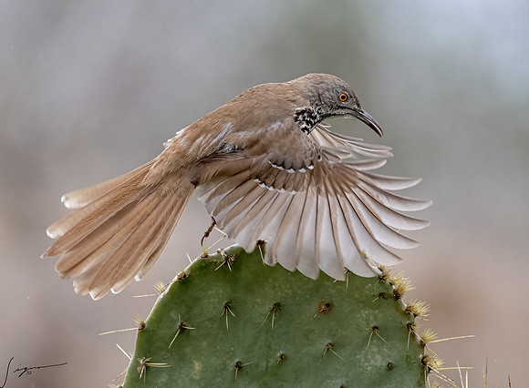 Curve-billed Thrasher _DSC0013-Edit