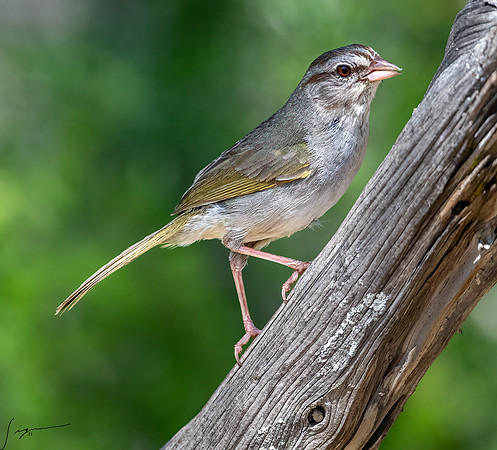 Olive Sparrow LaLomitaRanch20210501_0244-Edit