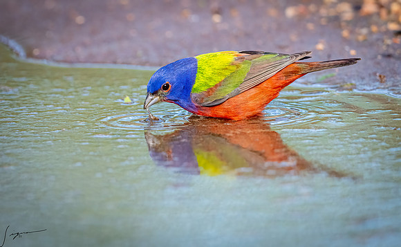 Painted Bunting Male LaLomitaRanch20210501_0797-Edit-Edit