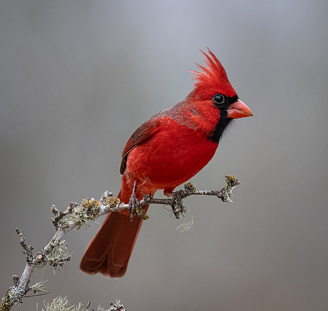 Northern Cardinal Male      _DSC6997-Edit