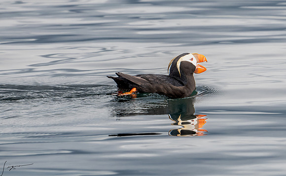 Tufted Puffin Breeding Adult SanJuanIsland WA 20210527_0997