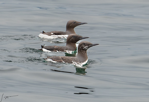 Common Murre Breeding Adult SanJuanIsland WA 20210527a