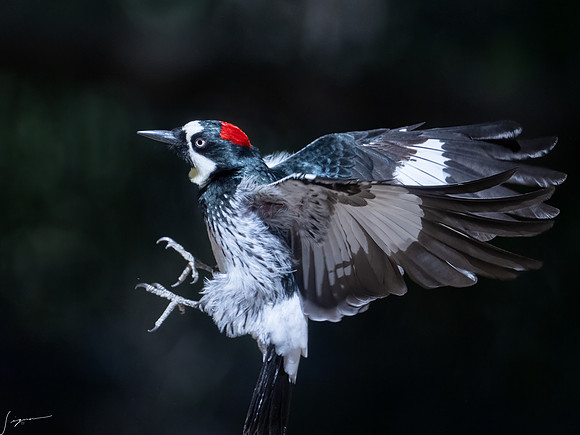 Acorn Woodpecker SantaRitaLodge_20220509_0131-Edit