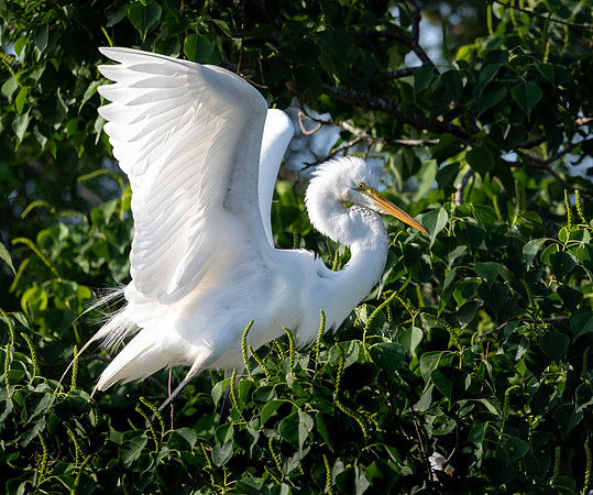 Great Egret Galveston TX