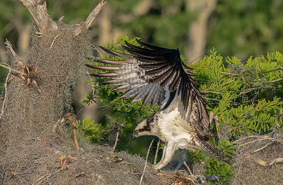 BlueCypressLake20190412_0322-Edit