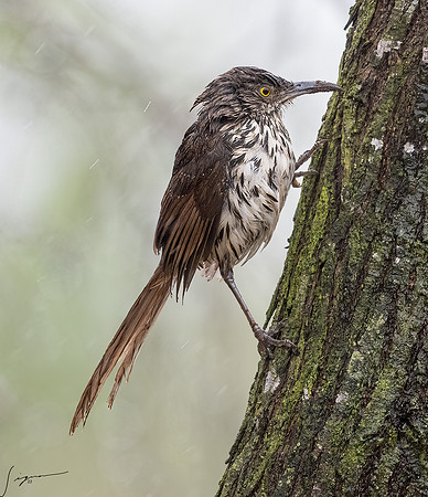 Curve-billed Thrasher _DSC7853-Edit