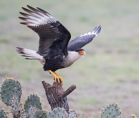 Crested Caracara Adult     _DSC5486-Edit