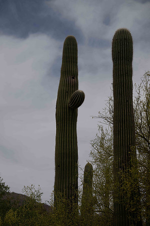 DesertMuseum20220503-114
