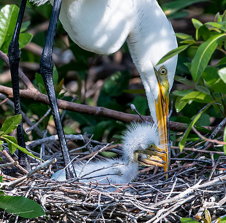 VeniceRookery20190401_0764