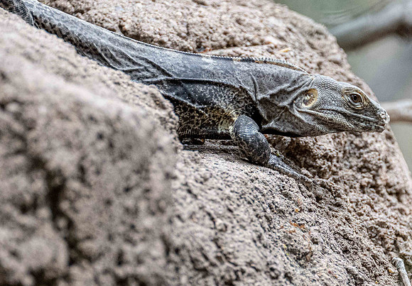 DesertMuseum20220503-59