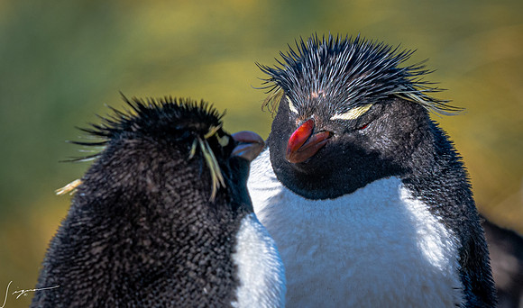 Rockhopper Penguin FalklandIslandsWestPointIsland20200316_0944