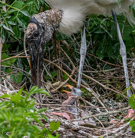 NorthLakesNestingArea20190408_0426