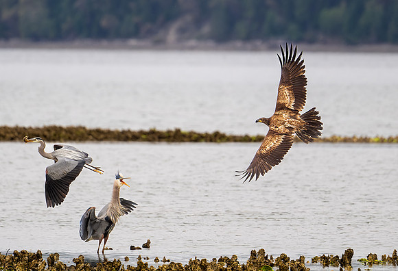 SeabeckWA20210525_0117-NEF_DxO_DeepPRIME-Edit