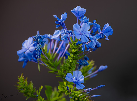DesertMeadowsPark_20220505_0093-Edit