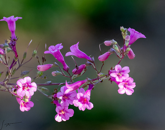 DesertMeadowsPark_20220505_0222-Edit