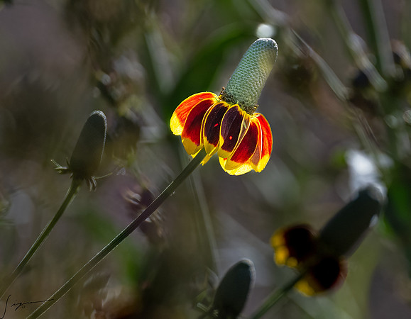 DesertMeadowsPark_20220505_0063-Edit