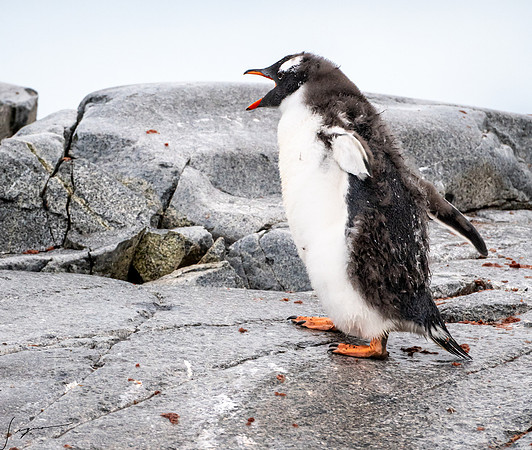 Gentoo Penguin DamoyPoint20200305_0323