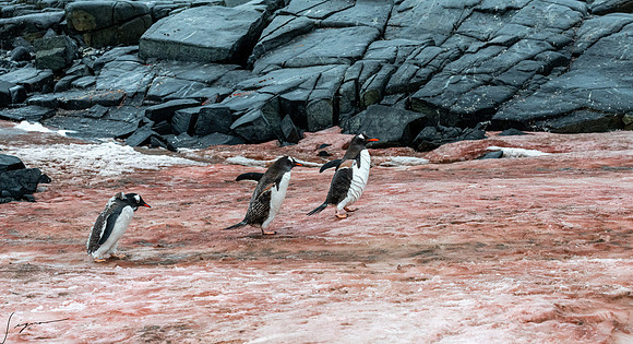 Gentoo Penguin DamoyPoint20200305_0017
