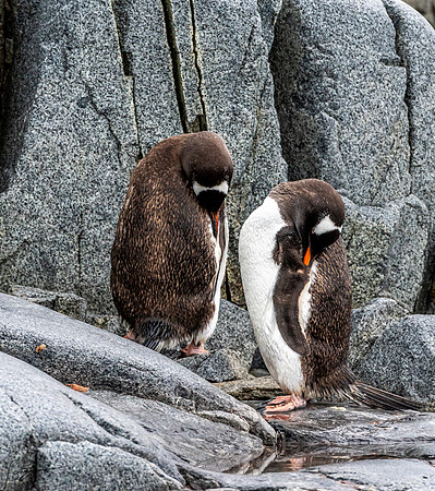 Gentoo Penguin DamoyPoint20200305_0001
