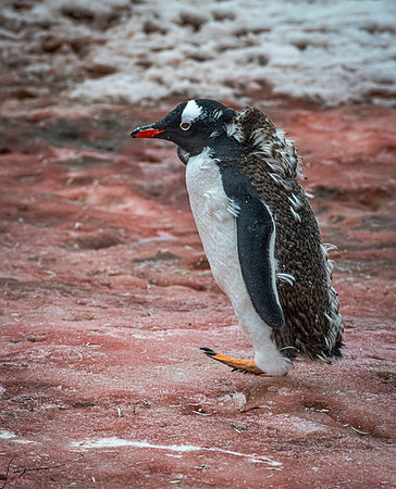 Gentoo Penguin DamoyPoint20200305_0021