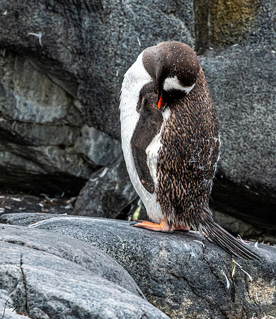 Gentoo Penguin DamoyPoint20200305_0048