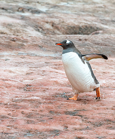Gentoo Penguin DamoyPoint20200305_0073