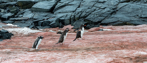 Gentoo Penguin DamoyPoint20200305_0014-2