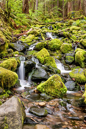 Sol Duc Falls Area Olympic National Park WA
