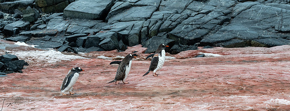 Gentoo Penguin DamoyPoint20200305_0016