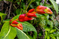 Hilo 11-06-2019