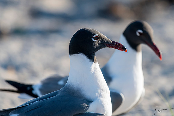LaughingGullsFtDesoto20190324_0377