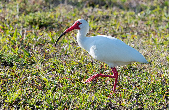 WhiteIbisFtDesoto20190324_0023