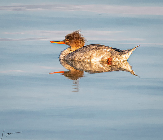 RedBrestedMerganserImmatureorFemaleFtDesoto20190324_0721