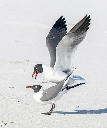 LaughingGullFtDesoto20190408_0470