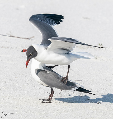 LaughingGullFtDesoto20190408_0485