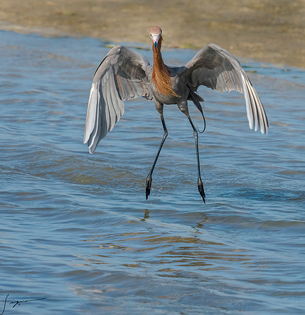ReddishEgretFtDesoto20190408_0301-Edit
