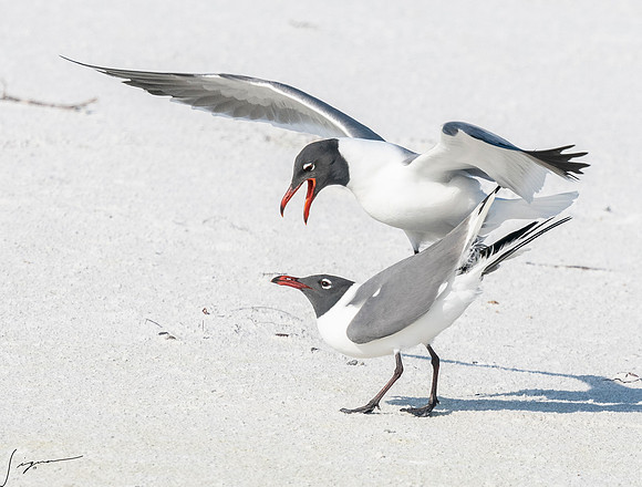 LaughingGullFtDesoto20190408_0468