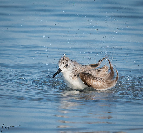 SanderlingFtDesoto20190408_0252