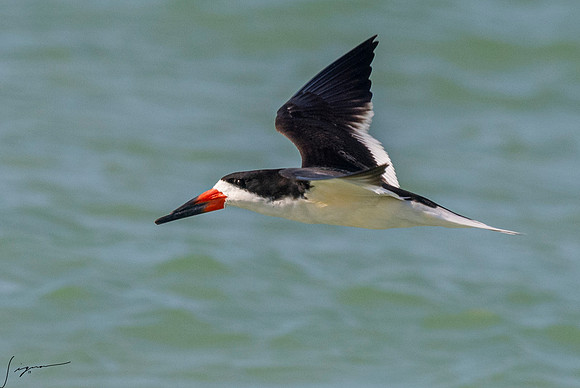 BlackSkimmerFtDesoto20190408_0657