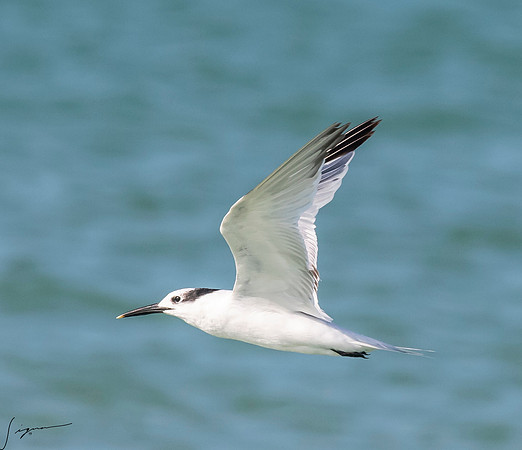 SandwichTernFtDesoto20190408_0504