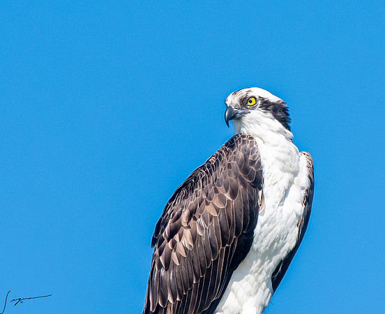 OspreyFtDesoto20190325_0876