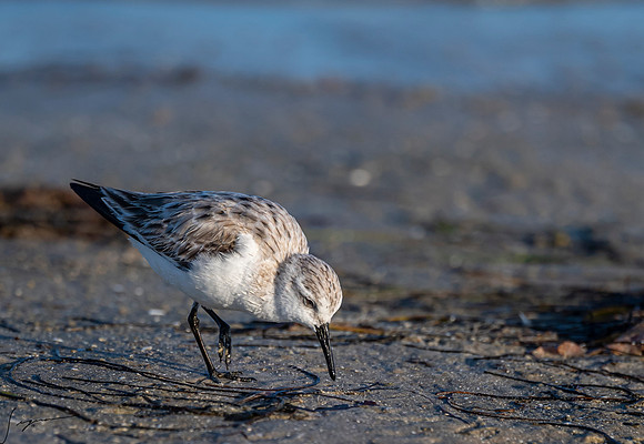 SanderlingFtDesoto20190325_1393