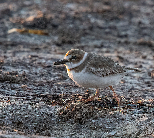 SemipalmatedPloverFtDesoto20190325_0112-Edit