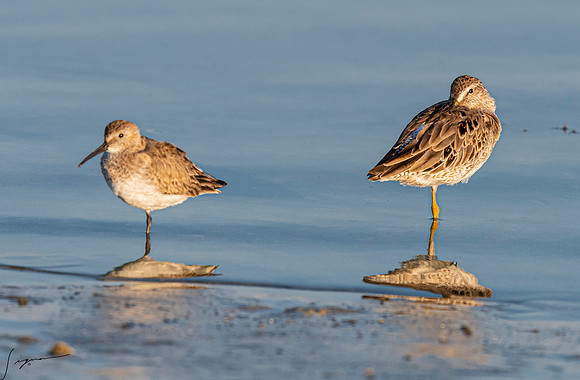 Dunlin&ShortBilledDowitcherFtDesoto20190324_0690