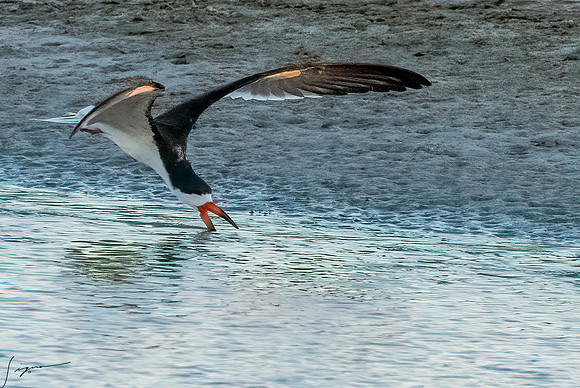 BlackSkimmerBreedingAdultFtDesoto20190410_0375-Edit