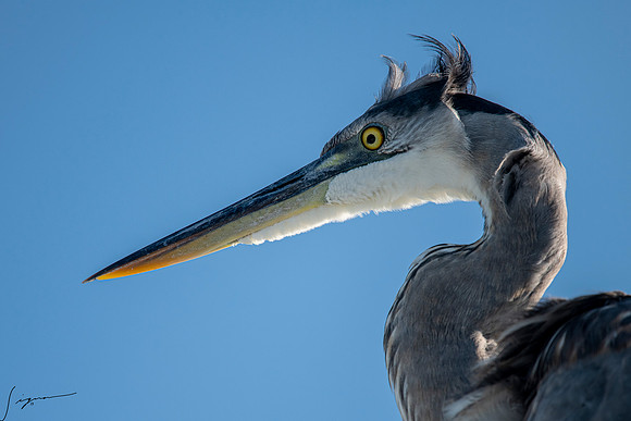 GreatBlueHeronFtDesoto20190325_0550