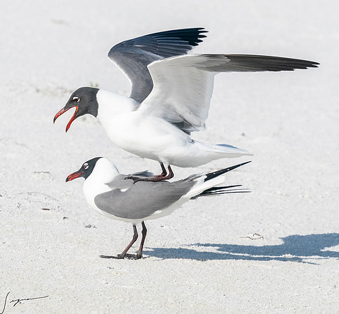 LaughingGullFtDesoto20190408_0483