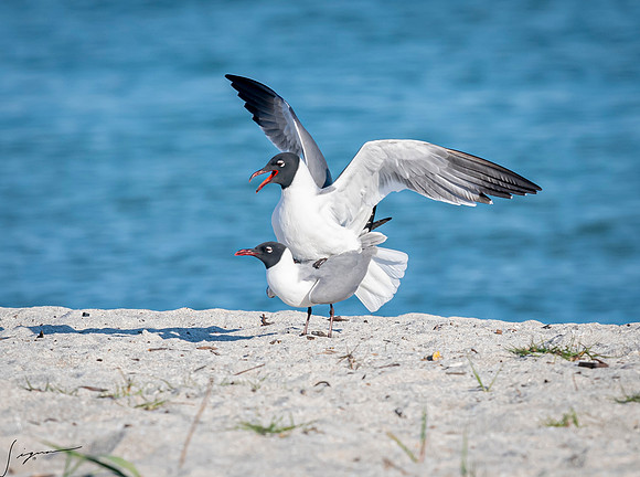 LaughingGullsMatingFtDesoto20190324_0252