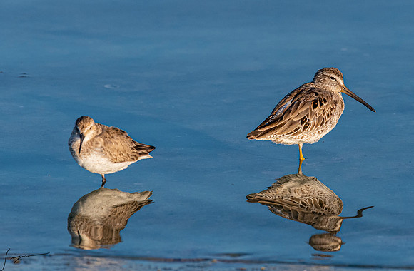 Dunlin&ShortbilledDowitcherFtDesoto20190324_0706